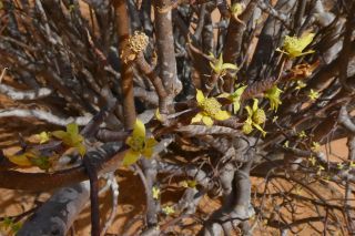 Euphorbia sepium N. E. Br. [14/16]