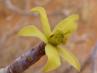 Euphorbia sepium N. E. Br. [15/16]