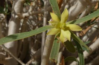 Euphorbia sepium N. E. Br. [16/16]
