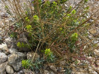 Euphorbia squamigera Loisel. [5/9]