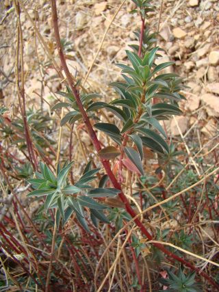 Euphorbia squamigera Loisel. [6/9]