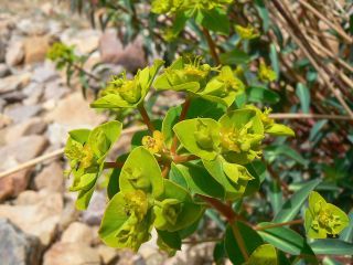 Euphorbia squamigera Loisel. [9/9]