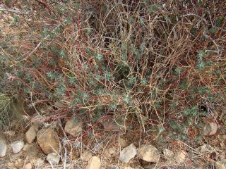 Euphorbia squamigera Loisel. [3/9]