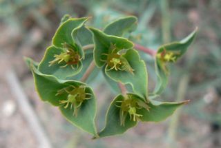 Euphorbia terracina L. [1/2]