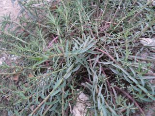 Euphorbia terracina L. [2/2]