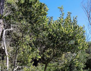 Acacia longifolia (Andrews) Willd. [1/7]