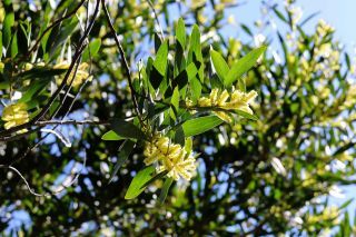 Acacia longifolia (Andrews) Willd. [2/7]