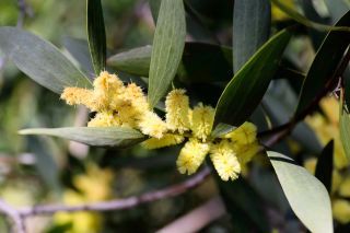 Acacia longifolia (Andrews) Willd. [4/7]