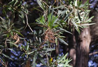 Acacia longifolia (Andrews) Willd. [5/7]