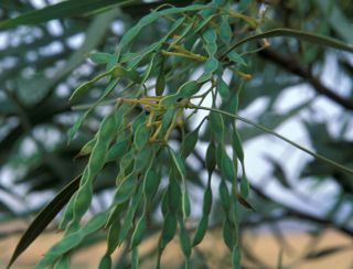 Acacia saligna (Labill.) H.L. Wendl. [1/8]