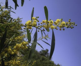 Acacia saligna (Labill.) H.L. Wendl. [3/8]