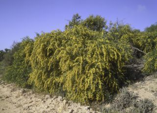 Acacia saligna (Labill.) H.L. Wendl. [4/8]