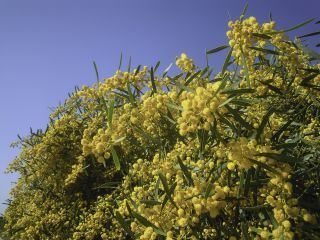 Acacia saligna (Labill.) H.L. Wendl. [8/8]