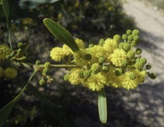 Acacia saligna (Labill.) H.L. Wendl. [2/8]