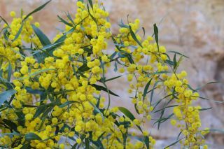 Acacia saligna (Labill.) H.L. Wendl. [9/9]