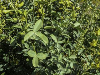 Adenocarpus anagyrifolius Cosson & Balansa [1/15]