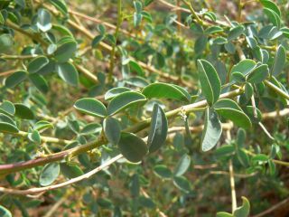 Adenocarpus anagyrifolius Cosson & Balansa [12/15]