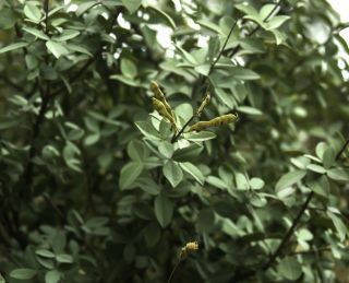Adenocarpus anagyrifolius Cosson & Balansa [10/15]