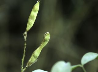 Adenocarpus anagyrifolius Cosson & Balansa [15/15]