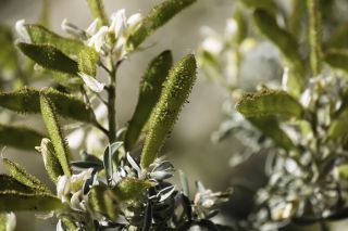 Adenocarpus bacquei Batt. & Pitard [9/16]