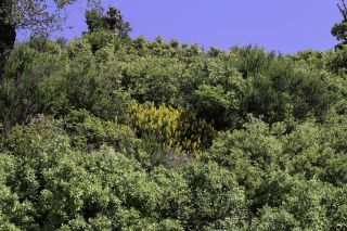Adenocarpus complicatus subsp. bracteatus (Pau & Font Quer) Talavera & Gibbs [8/8]