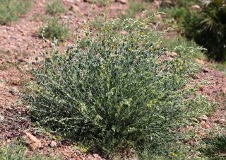 Anthyllis cytisoides L. [10/12]