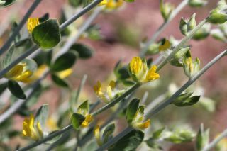 Anthyllis cytisoides L. [11/12]