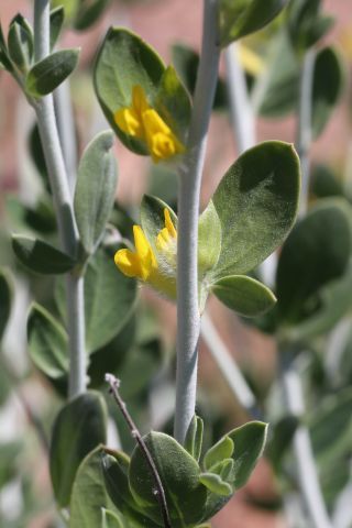Anthyllis cytisoides L. [12/12]