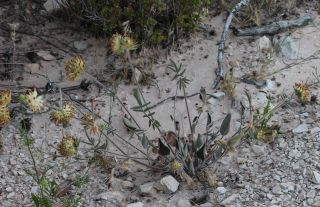 Anthyllis vulneraria subsp. fruticans Emb. [1/3]