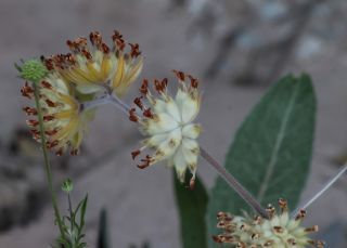 Anthyllis vulneraria subsp. fruticans Emb. [3/3]