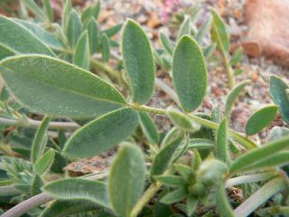 Anthyllis vulneraria L. subsp. saharae (Sagorski) Jahandiez & Maire [3/11]