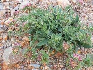 Anthyllis vulneraria L. subsp. saharae (Sagorski) Jahandiez & Maire [8/11]