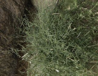 Argyrolobium arabicum (Decne.) Jaub. & Spach [1/9]