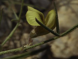 Argyrolobium arabicum (Decne.) Jaub. & Spach [7/9]
