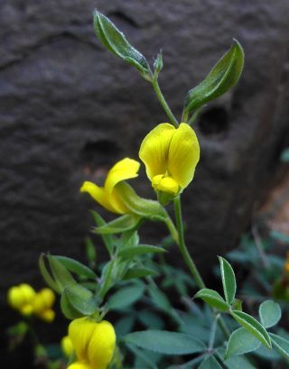 Argyrolobium microphyllum Ball [6/7]