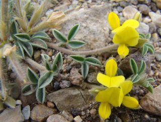 Argyrolobium saharae Pomel [4/11]