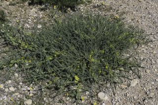 Astragalus akkensis Cosson [1/13]