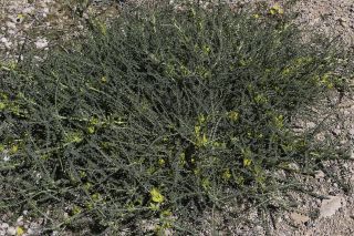 Astragalus akkensis Cosson [3/10]