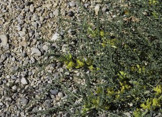 Astragalus akkensis Cosson [2/13]
