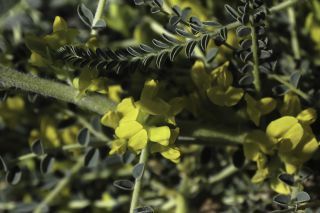 Astragalus akkensis Cosson [3/13]