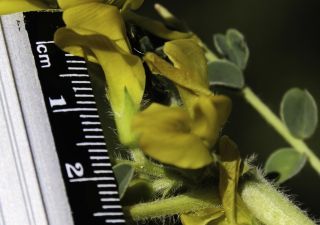 Astragalus akkensis Cosson [4/13]