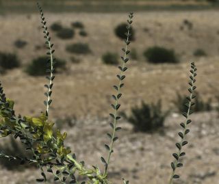 Astragalus akkensis Cosson [5/13]