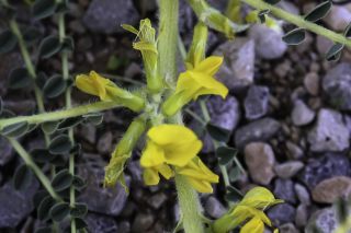 Astragalus akkensis Cosson [6/13]