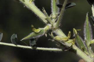 Astragalus akkensis Cosson [7/13]
