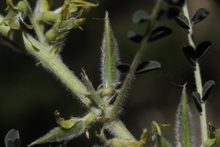 Astragalus akkensis Cosson [10/10]