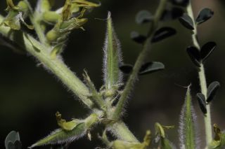 Astragalus akkensis Cosson [8/13]