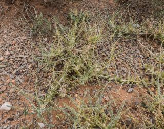 Astragalus akkensis Cosson [9/13]