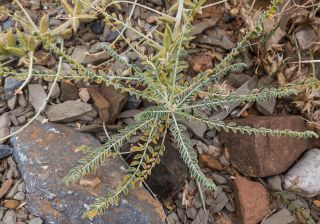 Astragalus akkensis Cosson [10/13]