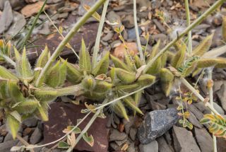 Astragalus akkensis Cosson [11/13]