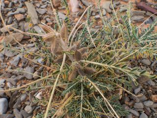 Astragalus akkensis Cosson [12/13]